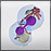 Yeast Cell Cycle