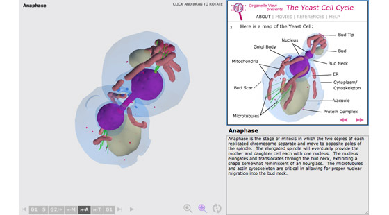 Organelle Cell Cycle