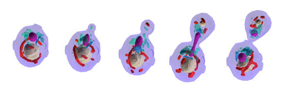 development of a yeast cell