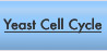 Cell Cycle